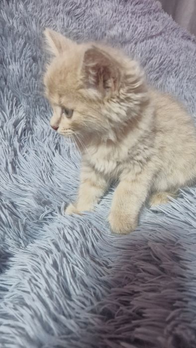 Отдам котенка в добрые руки.