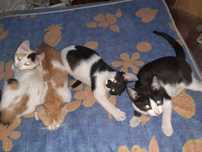 Pisici de  cca 3 luni, donez, zona Suceava/Todiresti.