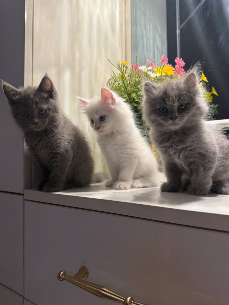 Мама кошка с котатями , 1 девочка 2 мальчик