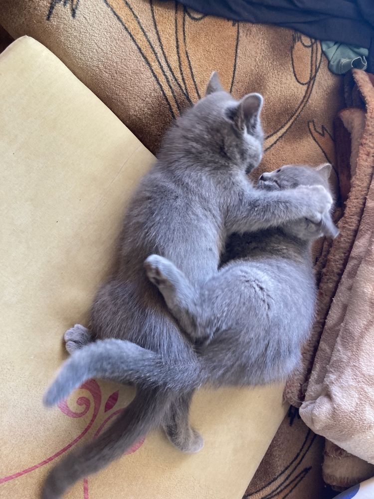 Котета британска късокосместа