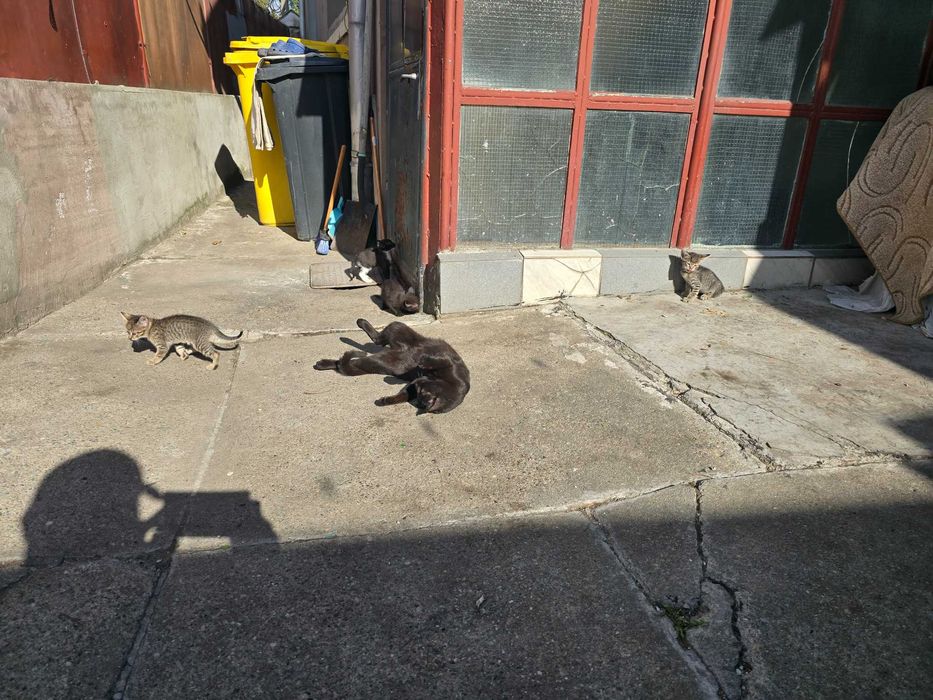 Donez 1 pui  de pisica , mascul, , varsta 6 luni