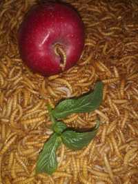 Hrana vie, viermi de făină, mealworms animaluțe de companie, păsării..