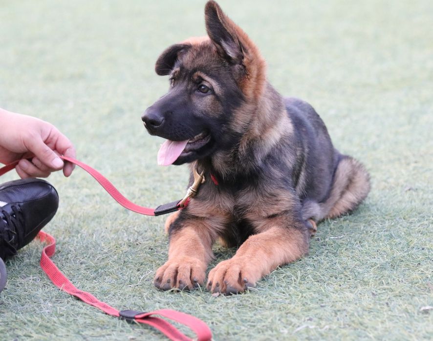Щенки Немецкая Овчарка Рабочее Разведение.крови ГДР по отцовской линии