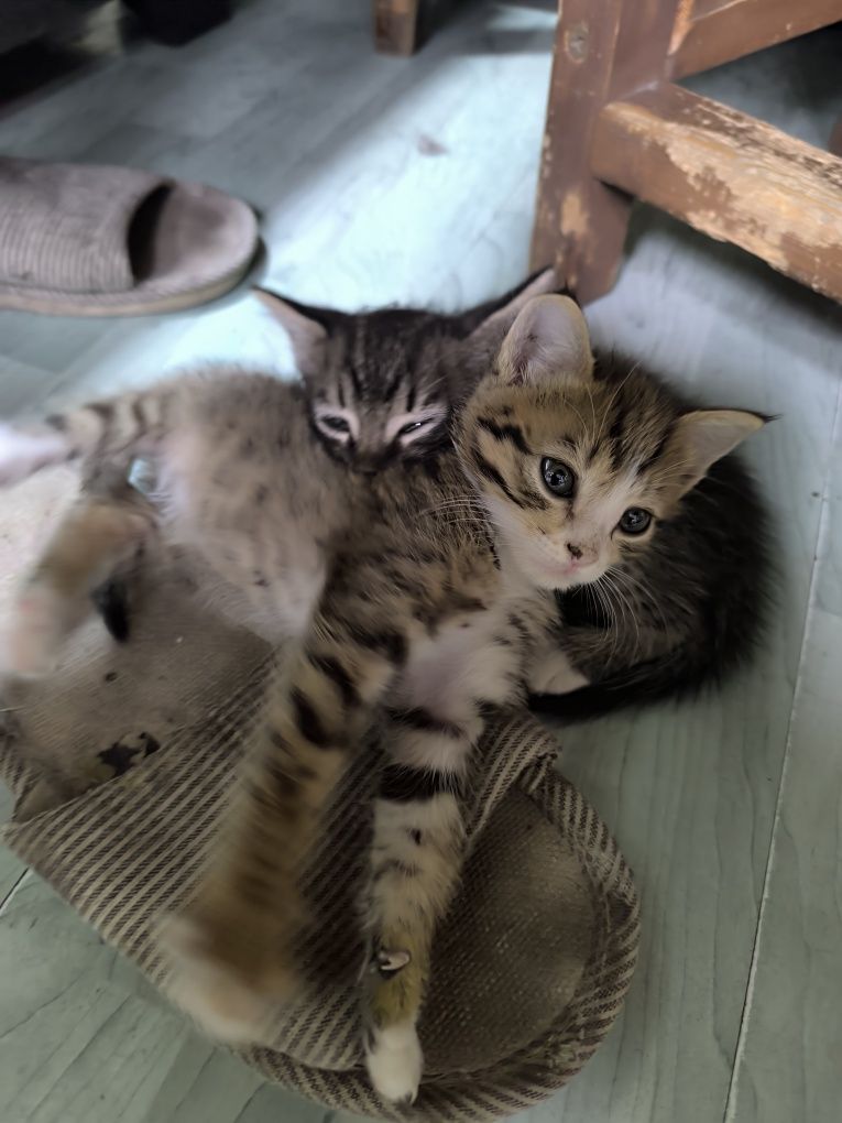 Отдам котят в хорошие руки.