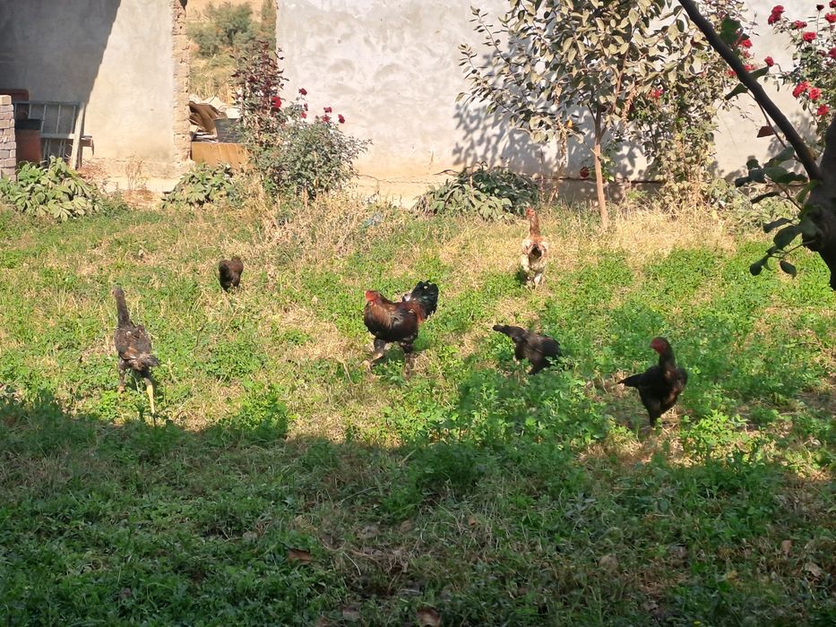 Boboq va xashakı tuvuqllaar