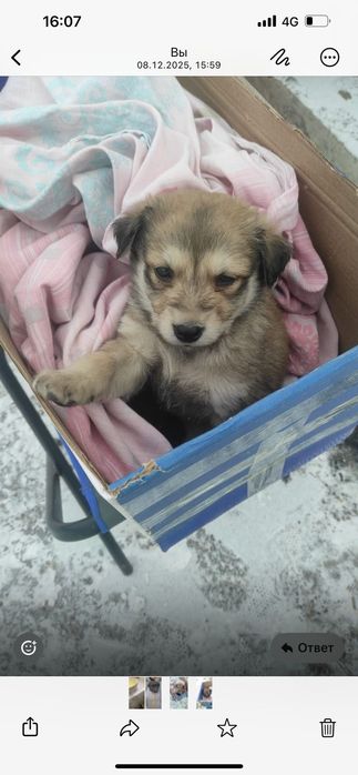 *Щенки в добрые руки — отдам даром!* Бесплатная доставка !!!