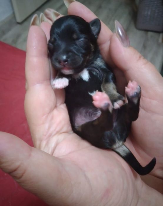 Продам щенков тойтырьеров