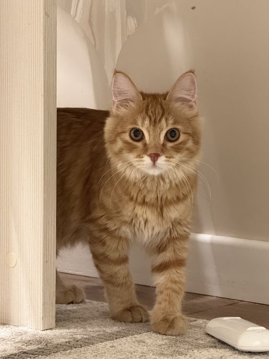 Котенок 4 месяца мальчик