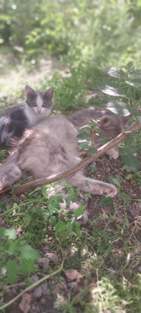 Отдадим котят с кошкой срочно!!!