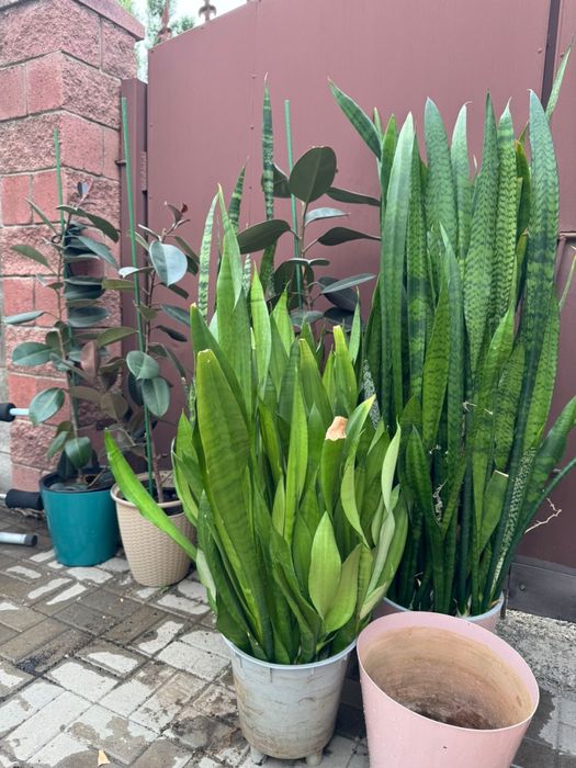 Комнатные цветы , цветы в офис