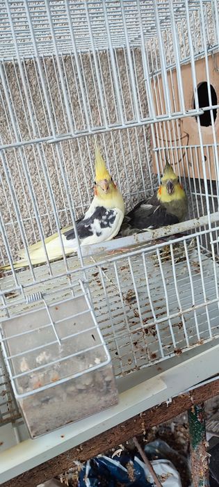 Vând papagali cu cușcă mare