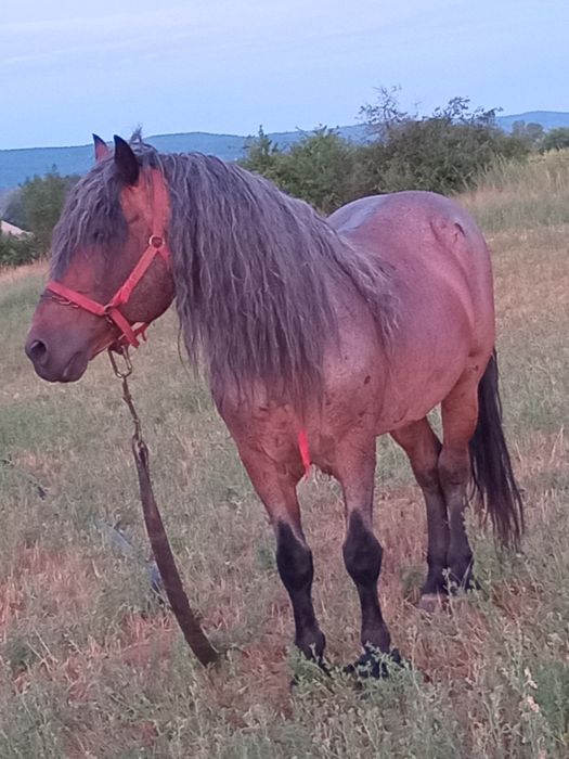 De vanzare sau schimb