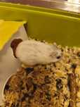 Hamster mascul între 8-9 luni