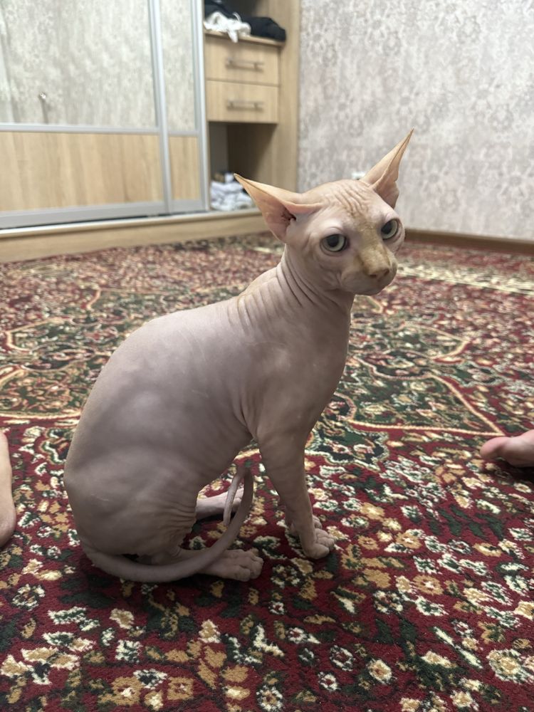 Сфинкс 100$ мальчик годик