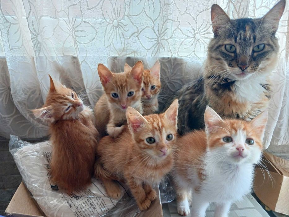 ПОДАРЯВАМ супер сладки котенца