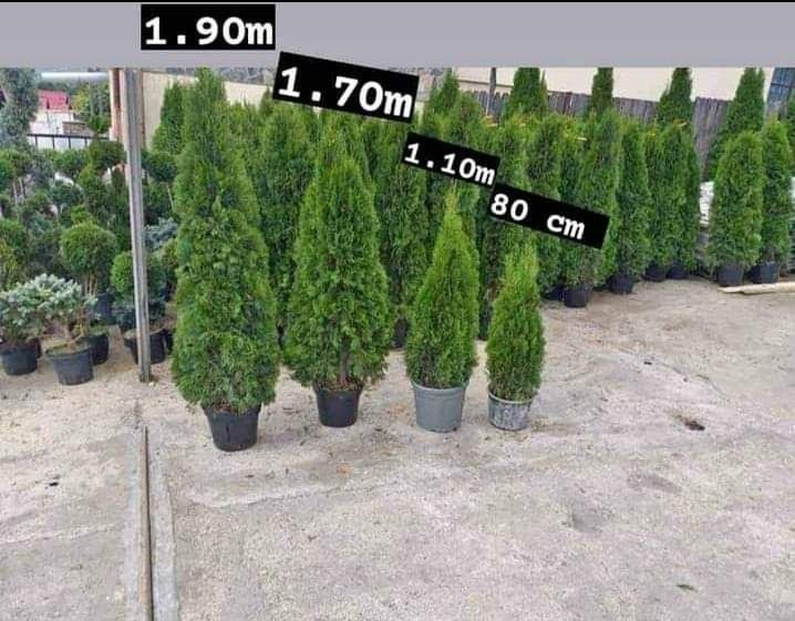 Plante ornamentale
