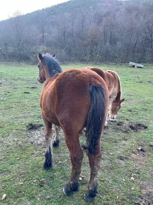 Vând 2 mânzi de 5 luni