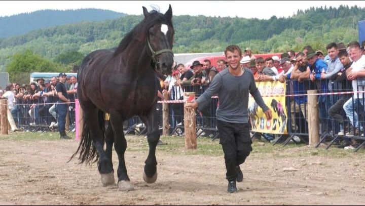 Cal de vânzare de 5 ani