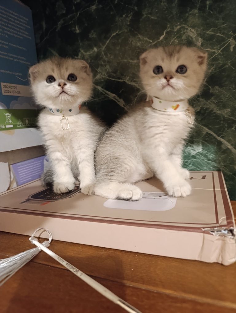 Серебристый Шиншилла.Скоттиш Фолд