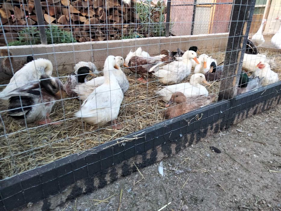 Vând perechi de rațe și ouă