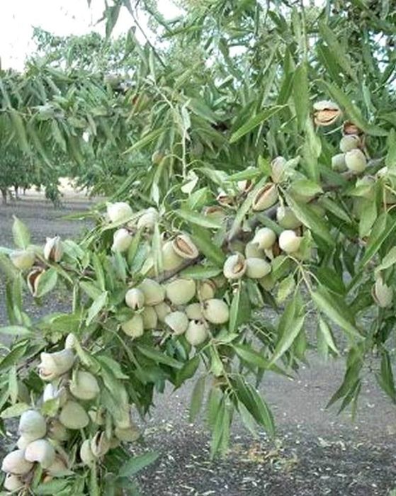 Бадем (Prunus dulcis)-150-160см.