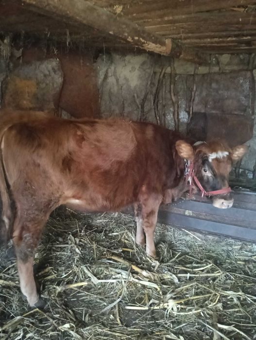 Vând vițică 8 luni