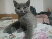 Fetiță British shorthair