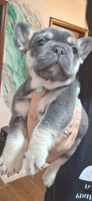 Canisa mea vinde mascul buldog francezg francez