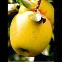 OFERTA Lichidare stoc - Vand pomi fructiferi