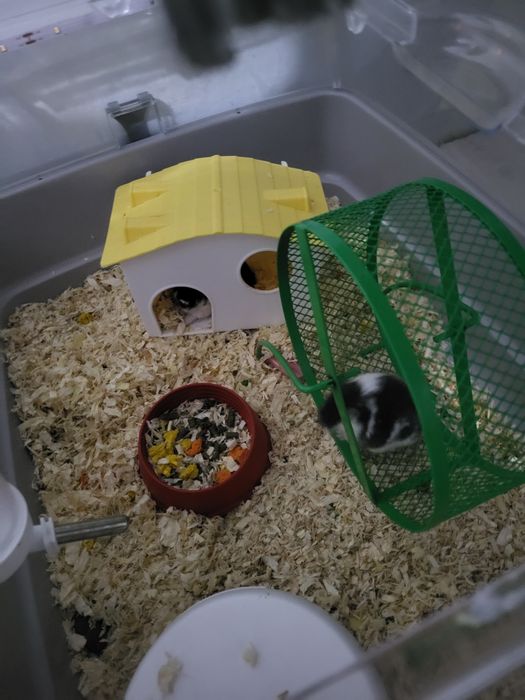 Pui de hamsteri pitici