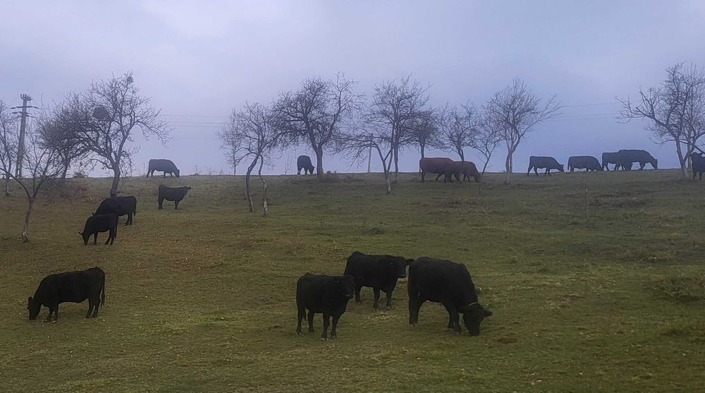 Vand vaci si  vitele Angus