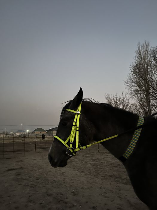 Көктемде екіге толады