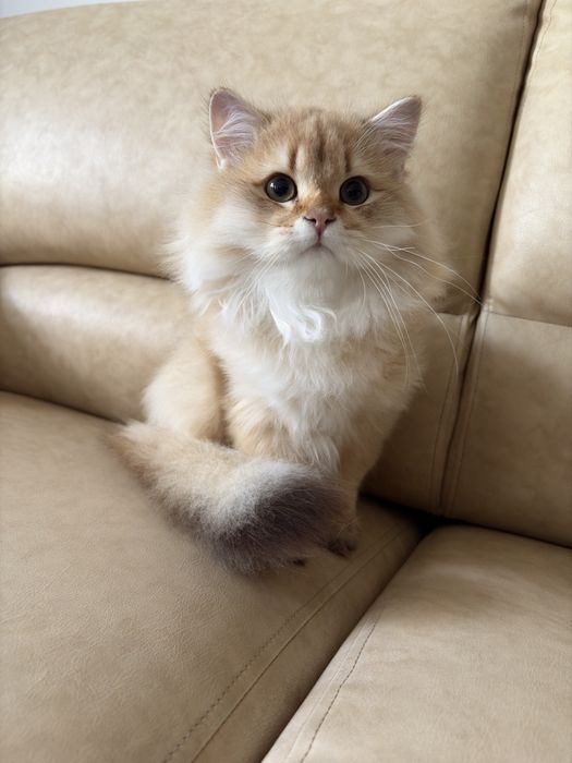 British longhair golden mascul