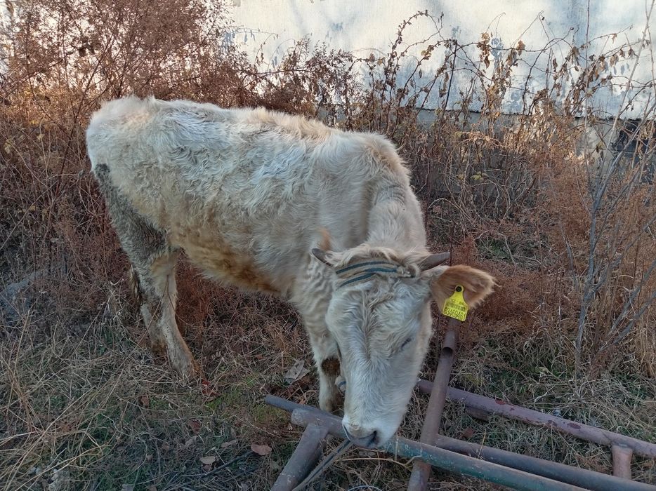 Продам корову цена договорная