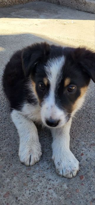 В добрые руки щенята