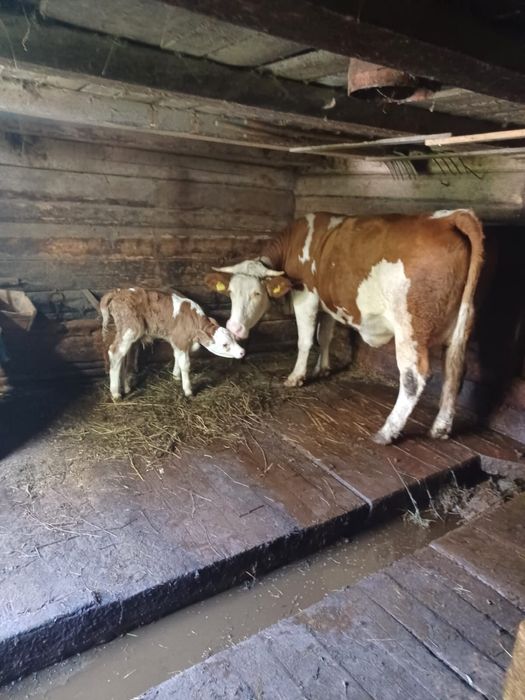 Vând vacă cu un vițel