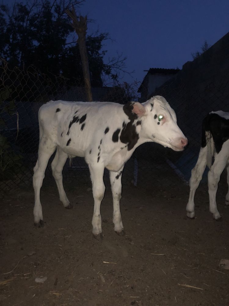2 ta qoni toza ola paroda