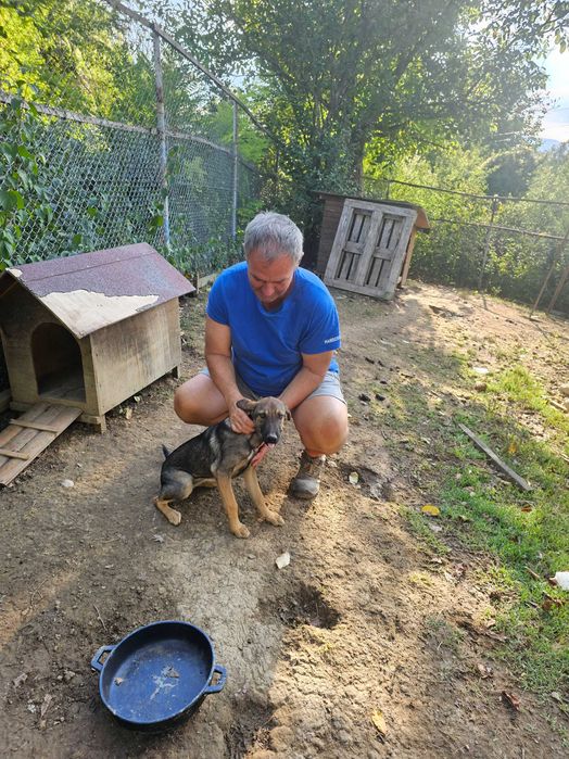 Подарявам кученца