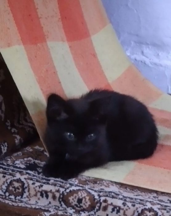 Отдам котят срочно