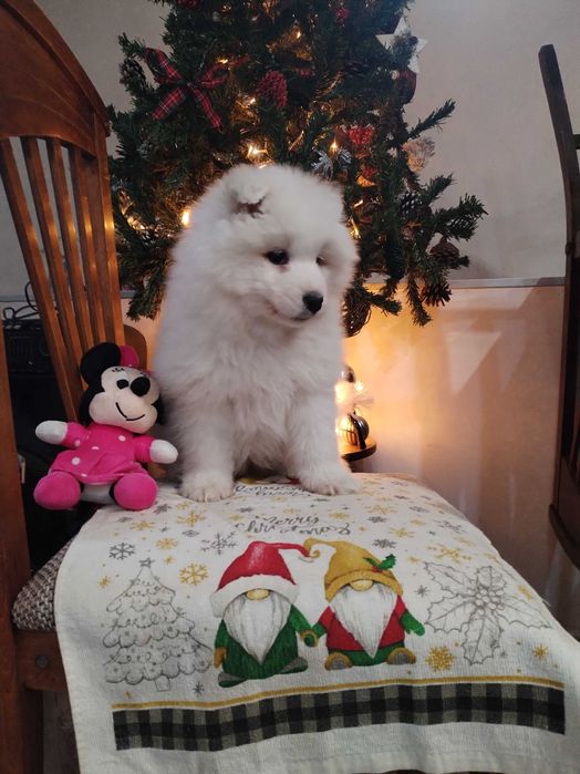 Прекрасни самоедчета.