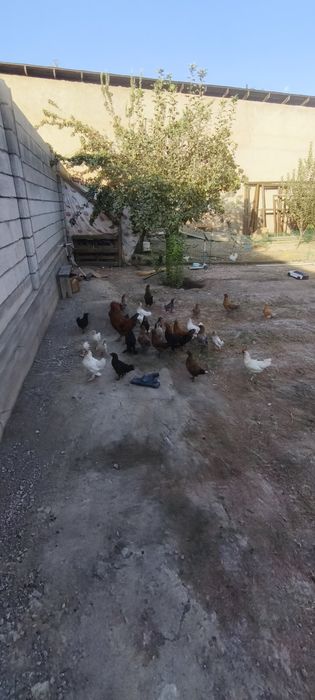 Тоуқлар сотилади домашний