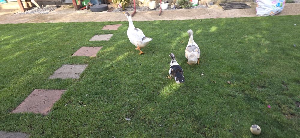 Vand boboc mare gasca rata muta pui liliputi gainusa pinta asturiana