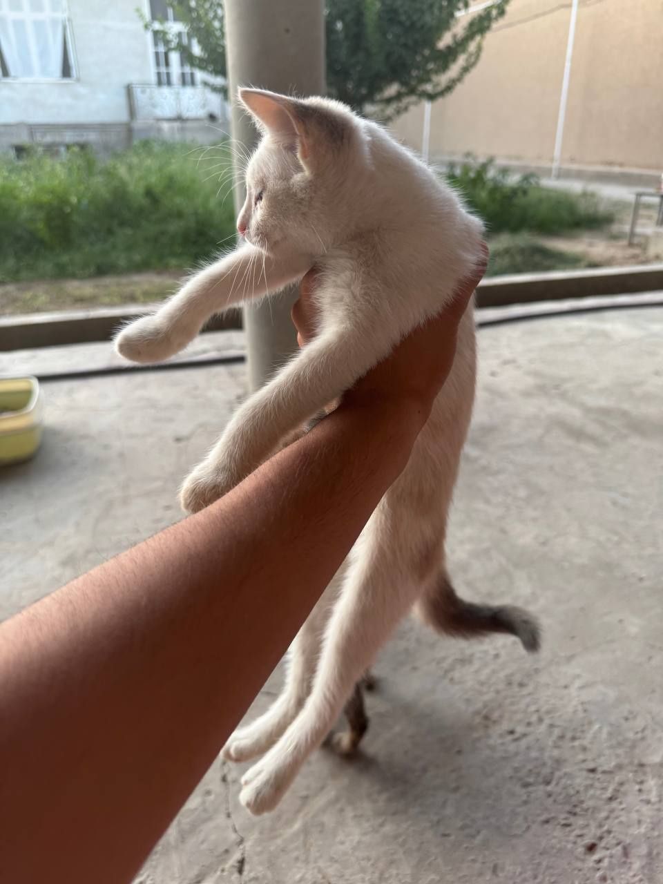 Ona bola mushuk 1