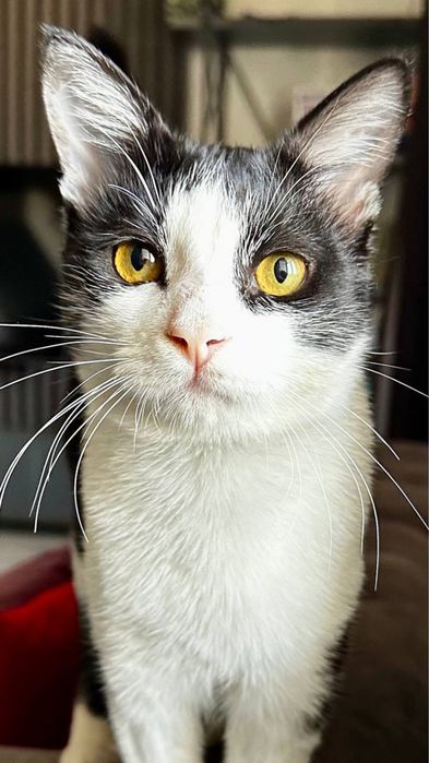 Ищем дом для замечательного кота!