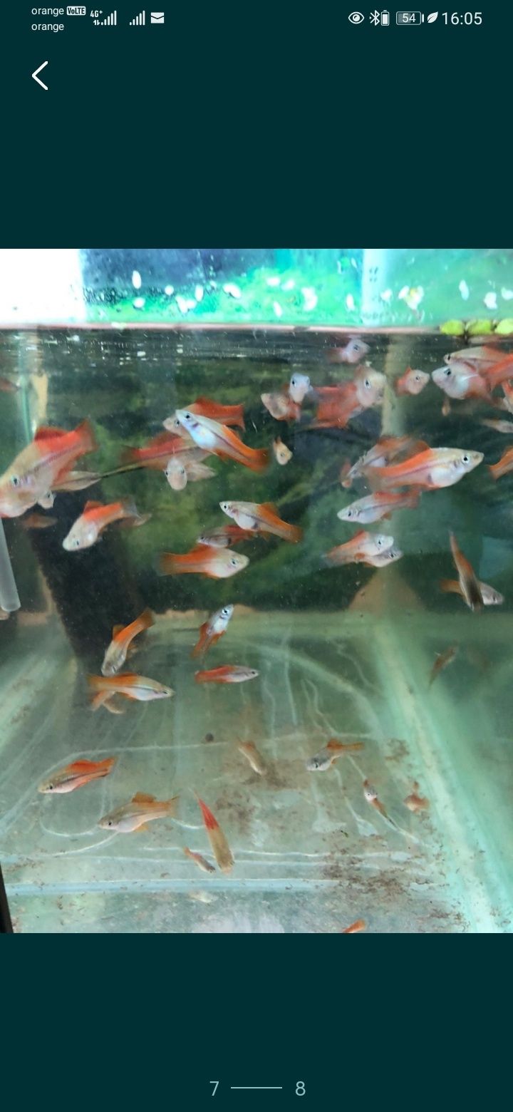 Sanitari  pești exotici de acvariu Bunocefalus, Cory, platydoras, Gupy