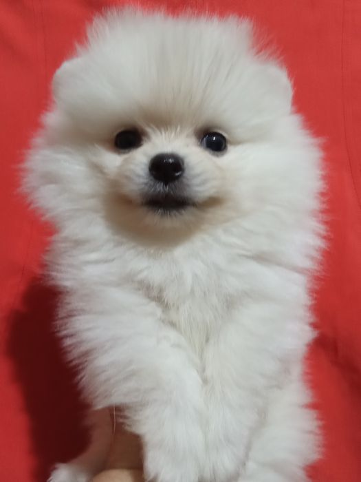 Щенки шпица девочки и мальчики