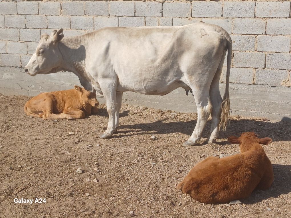 продам бычков и коровы