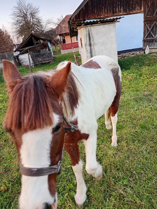Vând iapă Pinto foarte blândă 6 ani