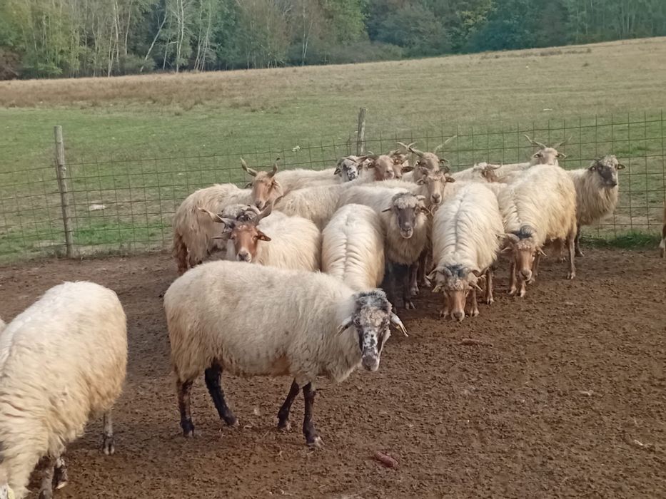 Oii de vanzare  mai multe detali an privat