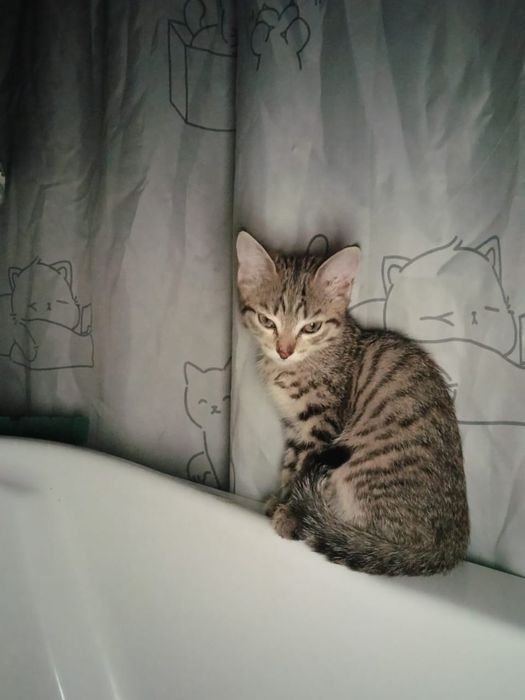 Отдам бесплатно котенка